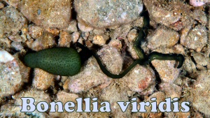 Bonellia viridis